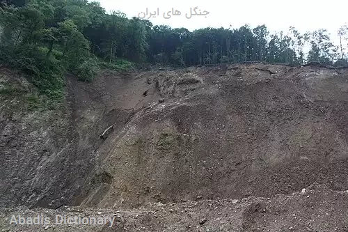 جنگل های ایران